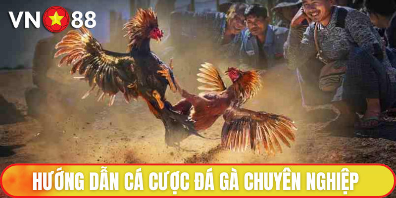 Quy trình cá cược đá gà chuyên nghiệp cho tân binh